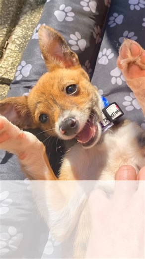 MADRA Dog Rescue | 🐾💙 2026 Puppy Calendar!! 💙🐾 The pawfect gift for any dog lover 🐾. Have you picked up your limited-edition puppy desktop calendar? This... | Instagram