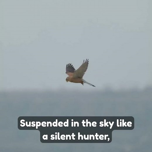Falcon's Deadly Stoop Dive at Insane Speed 😱 Fastest Animal on Earth