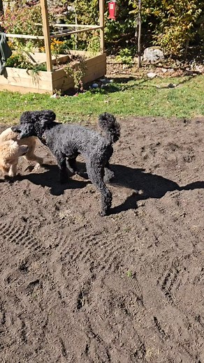 No more muddy paw prints in the house 🐾✨ #MuddyMat #PetHack #MessFree | Muddy Mat