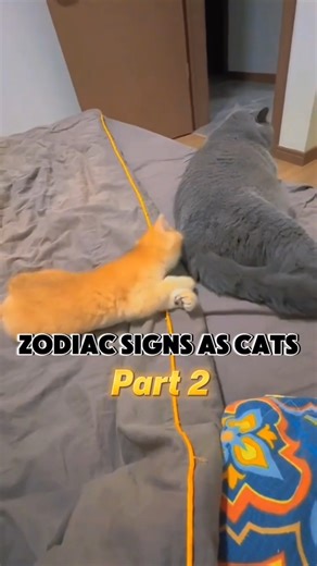 The zodiac signs as cats (part2) #astrology #zodiac #cats