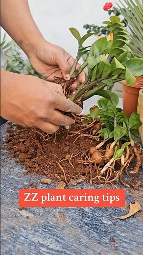 ZZ Plant Care Tips 🌿 | How to Grow a Healthy, Low-Maintenance Zamioculcas