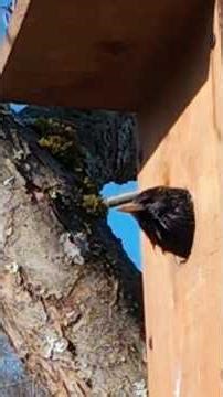 Curious Bird Explores Its Wooden House #wildlife #birds #nature