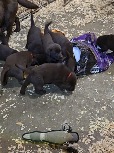 Dre x Bekah's Chocolate Lab Litter Announcement