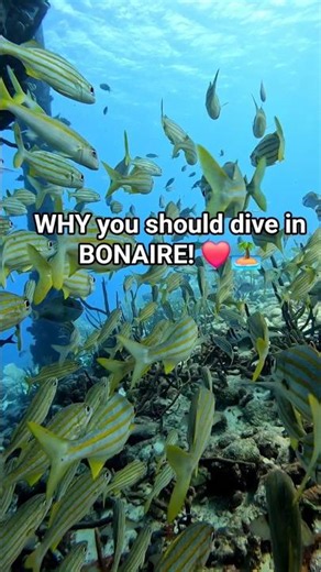 WHY you should dive in BONAIRE ❤️🏝