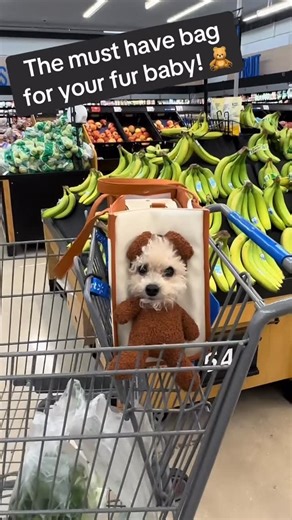Maltese on Instagram: "🧸 Buy this Teddy Peekaboo Maltese Carrier! Adorable, cozy & perfect for carrying your Maltese - discounts are still live, grab it while it lasts 👉 Link in bio!"