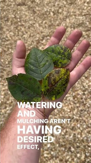 This may help if you are struggling with black spot mould or rust #gardenerben