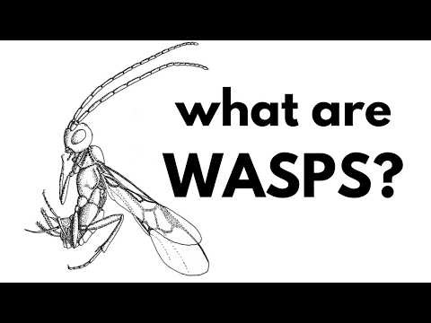 What Are Wasps?
