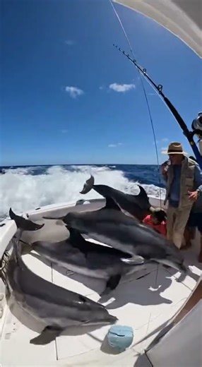 Dolphins sliding on the wet fiberglass deck of a yacht