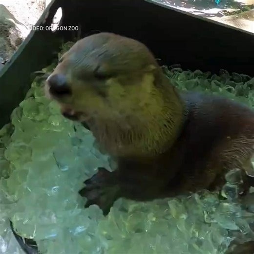 The animals are staying cool at the Oregon Zoo today as temperatures in Portland reached nearly 90 degrees. https://bit.ly/3ICU6kP | FOX 12 Oregon