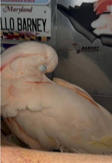 Barney the West Coast Cockatoo Enjoys a Cozy Nap