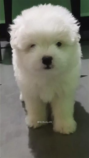 Rocky 🧿❤️ | Baby Dog | Lhasa Apso #shorts #lhasaapso #dogs
