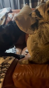 During the cold months some of their games stay wild , if you are a Diddles subscriber you have seen Violets indoor parkour 🤦‍♂️🤦‍♂️, but some games get a new twist for indoors these two friends are adapting this version of their tag game for the cold weather and Diddles has a coined a new move. He looks past Violet like something is happening and waits for her to look to see what he is looking at and as soon as she turns her head to look he tries to get her 😂🤣 I can’t lie the first few time