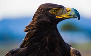 Águila real, al rescate de este icono de identidad nacional - México Desconocido