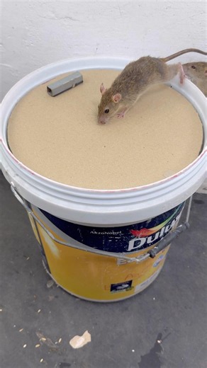I Tested a DIY Bucket Mouse Trap – Amazing Results! #rat