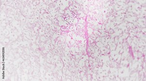 Section of human medulla oblongata filmed under microscope 200x on white background. Macro footage of lower part of the brainstem magnified in scientific laboratory. Studying anatomy on biology lesson