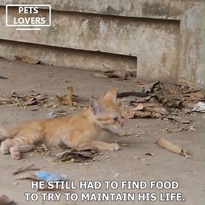 34K views · 4.3K reactions | Kitten with broken hind legs. | I Kiligers | Facebook