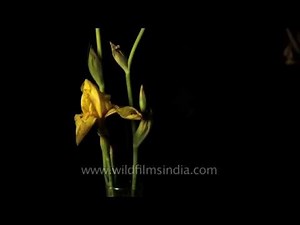 Iris flowers open in time lapse