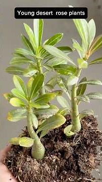 Baby Desert Rose Plants | Care And Repot Plants
