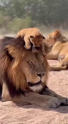 Wildlife Humor Compilation: Funniest Animal Moments