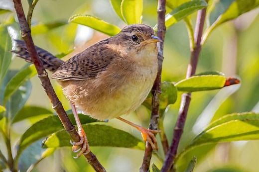 6 Species Of Wrens In South Carolina- Picture And ID Guide