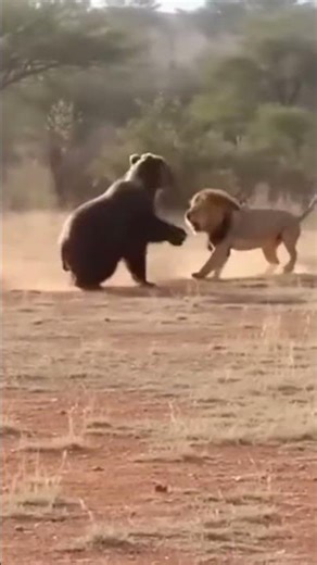 Bear vs Lion… This Got Intense Fast #bear #krugernationalpark #wildanimals #lion #animalfight