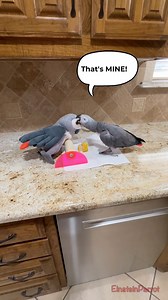 Einstein discovers a plush intruder on the counter eating his corn, absolutely not. Outraged and unwilling to share, he promptly tosses the offender aside. Corn is sacred, and Einstein enforces the rules. 😆🌽 #NotSharing #GetOuttaHere #africangreyparrot | Einstein the Talking Texan Parrot