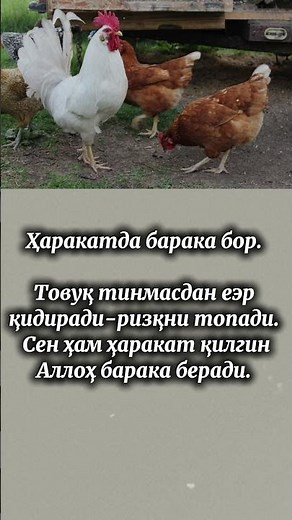 Ҳаракатда баракат бор. #quran #savolgajavob #2026 #hadees #islamicvideo #abdullohdomla #motivation