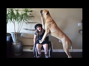 3 Great Dane Years in Under 1 Minute