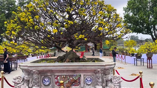 Video của phúc bonsai chuyên mai huế (@qun.sa2) với bản nhạc nhạc nền - Sơn Si Rô - 💅 City Nails & Spa 💅