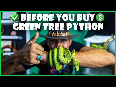 Before You Buy - Green Tree Python