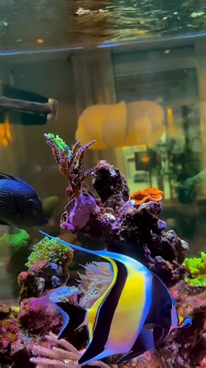 Angelica on Instagram: "My two new corals I bought yesterday, Acropora tortuosa and a Montipora setosa. Gluing corals on the rock is never the easiest, for some reason I always manage to get putty everywhere, but luckily the corals recovers haha😆 Finally starting to get a couple of SPS corals in the tank🤩 • • @redsea.aquatics Peninsula 700G2+ Light: RS Reefled 170 RS Reefmat 1200 RS Skimmer 900 RS Return Pump 7000 Running 100% @redsea.aquatics Reef care recipe: -4-part dosing -Blue bucket salt