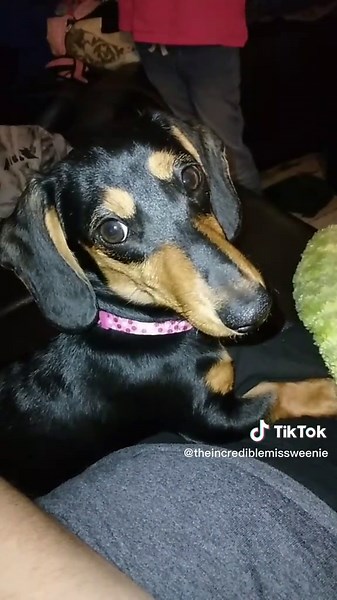 the Ms.winnie about to get mad for the first time #funny #cute #funny #ms.wenniemad #suuuppeerrcute