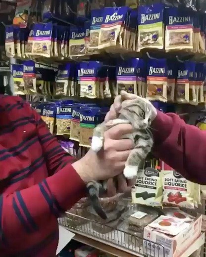 “It takes a pet like no problem, right?” | Bodega Cats