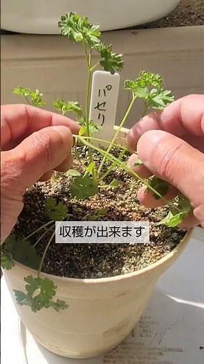 4/13【パセリ】間引き こうして手入れをすれば成長が早く大きく育って収穫が出来ます