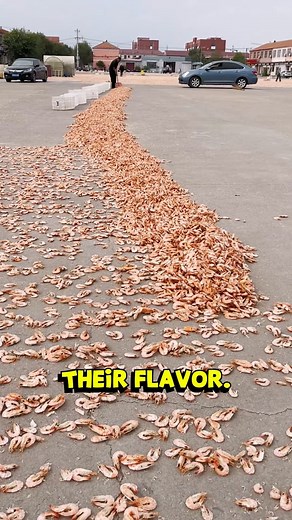 How Fresh Shrimp Become Tasty Dried Shrimp Fresh shrimp are transformed into flavorful dried shrimp through a careful process that preserves their taste and quality. The journey starts with sun-drying to reduce moisture, followed by shell removal in a rotating drum. A vibrating mesh screen then cleans and sorts the shrimp, ensuring they are free from shell fragments. The result is clean, light, and long-lasting dried shrimp, perfect for adding rich seafood flavor to a variety of dishes. #DriedSh