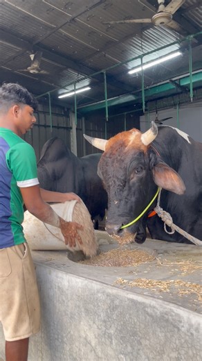 Holstein bull feeding in a barn | Bull Barn Life