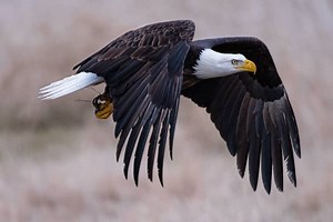 What do Eagles Represent Spiritually? 8 Spiritual Meanings