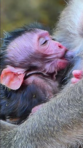 Life of Baboons | The baby monkey is so adorable while nursing from its mother.