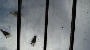 Silhouettes Birds Stock Footage Video (100% Royalty-free) 9094991 | Shutterstock