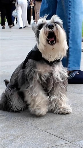Cats Chasing Dogs in Makati! 😮