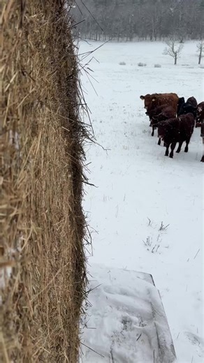 They don’t unroll quite as nicely when they’re frozen 🤣 Yes, bales stored outside often have a small amount of spoilage on the edges…the cows pick through it and the waste fertilizes the pasture for the following growing season. #fyp #cows #farming #winter #feedingtime