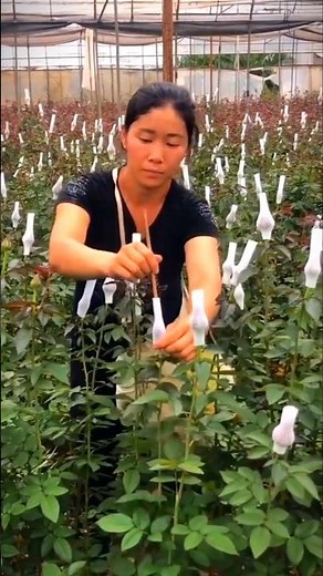 Rose Farming Techniques #rose #farming #agriculture