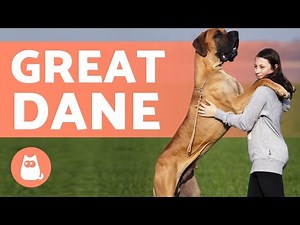 GREAT DANE - The Gentle Giants of the Dog World