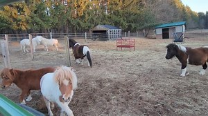 24 reactions | From mini pasture: So when the zebu, donkeys and llamas are away, the horses must play...this is the tail end of about 15 minutes of racing around...and our 20 year old mini mare Bobbi was panting. | Fellinlove Farm | Facebook