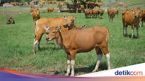 Mengenal Sapi Bali, Karakteristik Hingga Keunggulannya