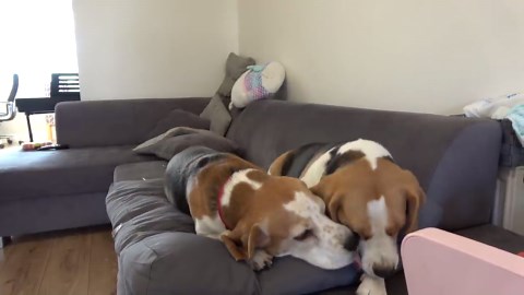 Worried Dog Welcomes Beagle Back From Vet