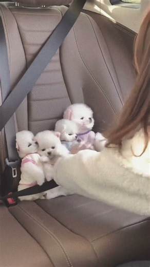 Teacup dog breeds / teacup puppies 🐕 #shorts #dog #Cute #Teacup #Puppy