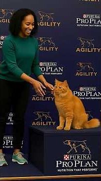 Cat Joins Dog Agility… and Wins Everything!