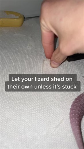 Shiny Shedding Lizard: Understanding Reptile Molting Process