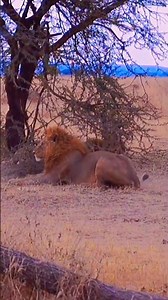 LION VS ELEPHANT VS TIGER [2]